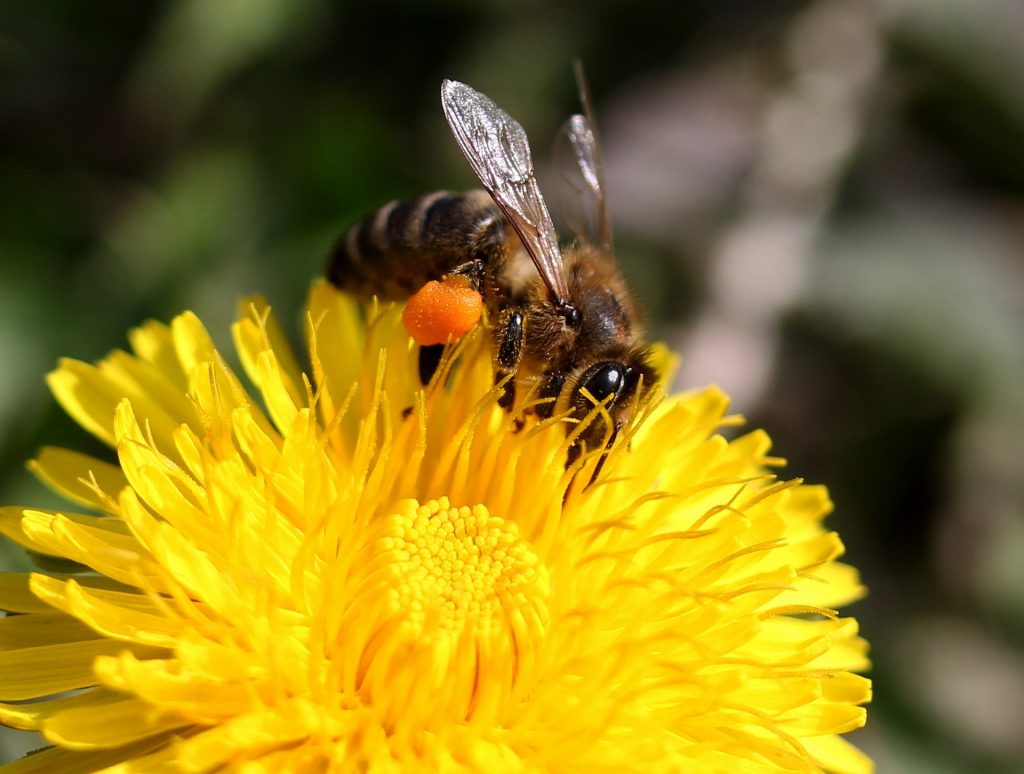 planplante-mellifere-pour-les-abeilles-pissenlitte-mellifere-pour-les-abeilles-pissenlit3