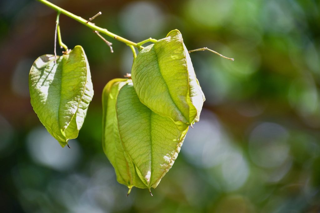 plante-mellifere-pour-les-abeilles-savonnier