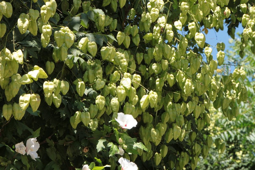 plante-mellifere-pour-les-abeilles-savonnier