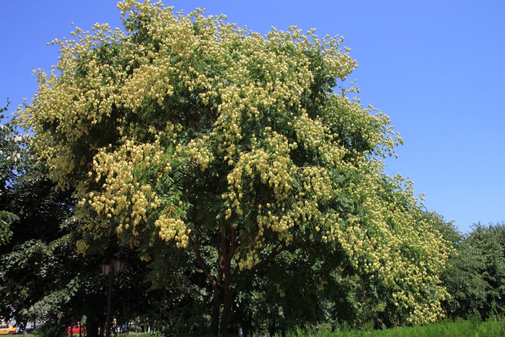 plante-mellifere-pour-les-abeilles-savonnier