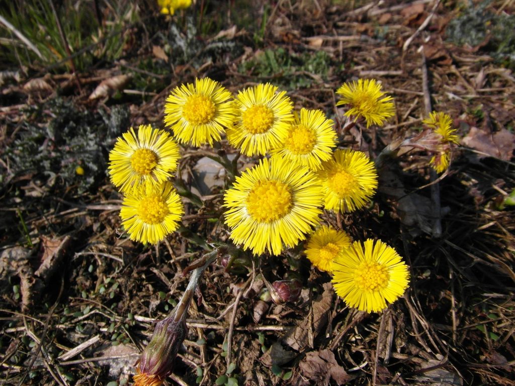 plante-mellifere-pour-les-abeilles-tussilage