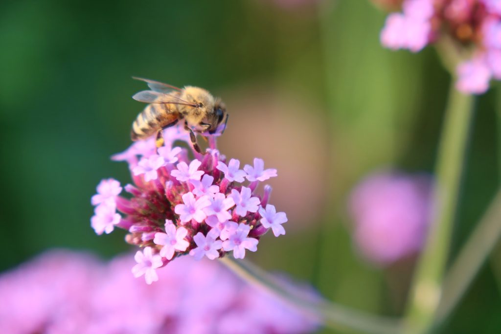 plante-mellifere-pour-les-abeilles-verveine-de-buenos-aires1