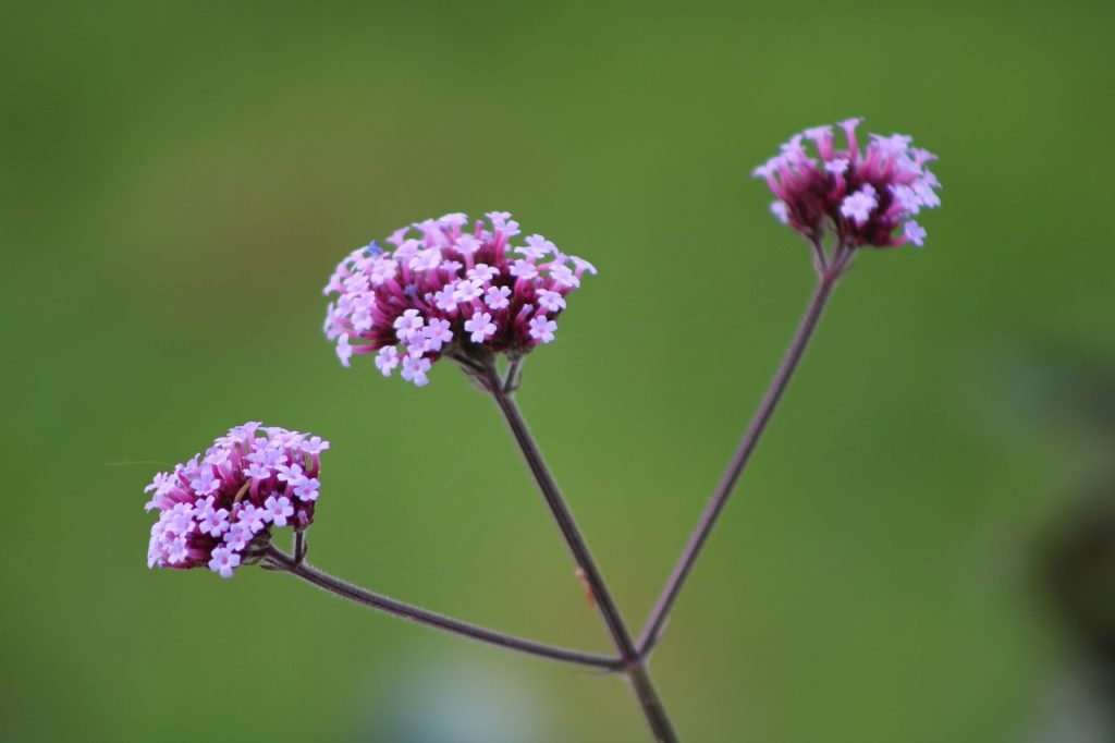 plante-mellifere-pour-les-abeilles-verveine-de-buenos-aires1