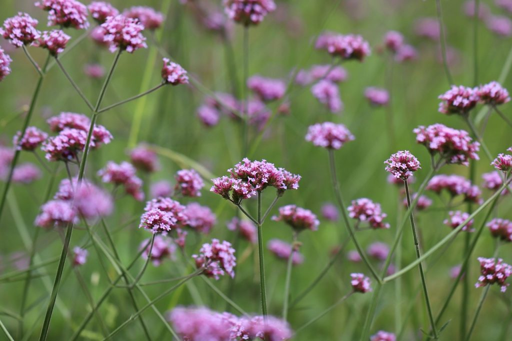 plante-mellifere-pour-les-abeilles-verveine-de-buenos-aires1