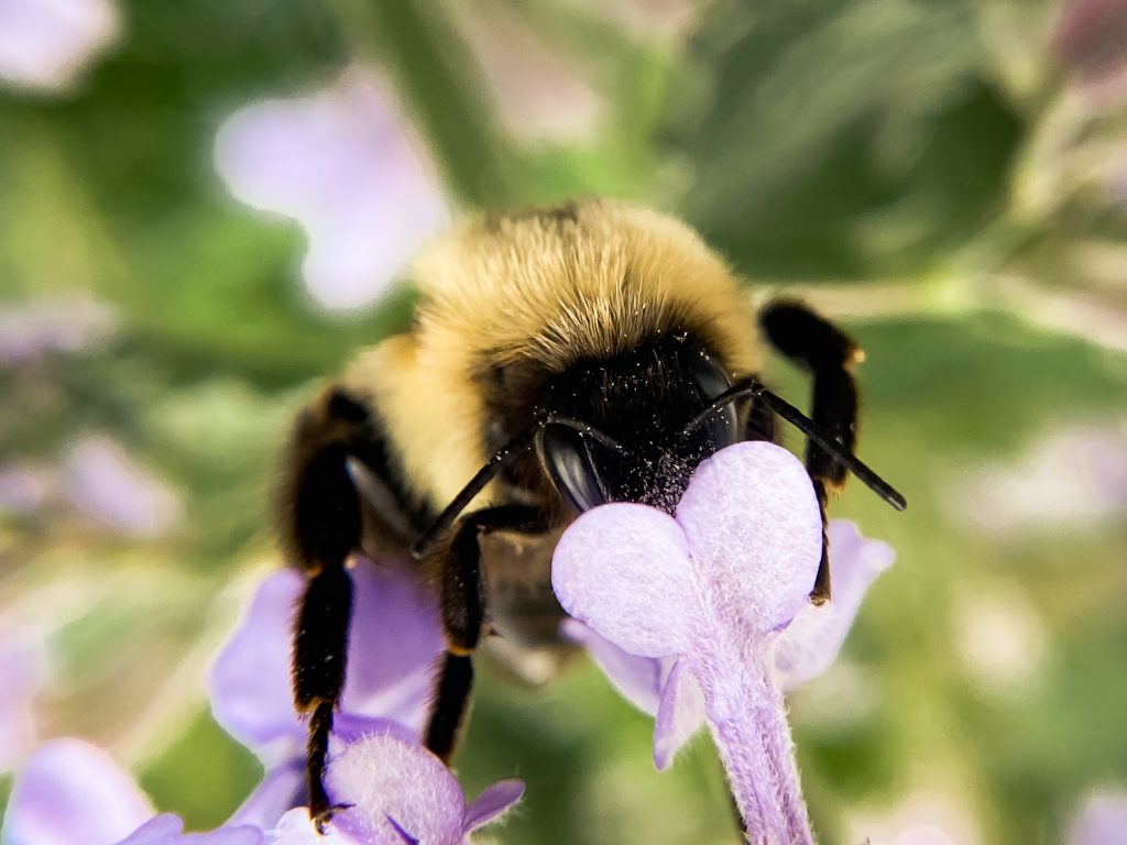 pollinisateurs-gardiens-de-notre-alimentation
