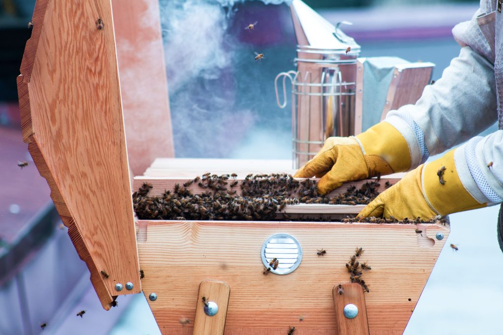 pourquoi-les-abeilles-peuvent-tuer-leur-reine