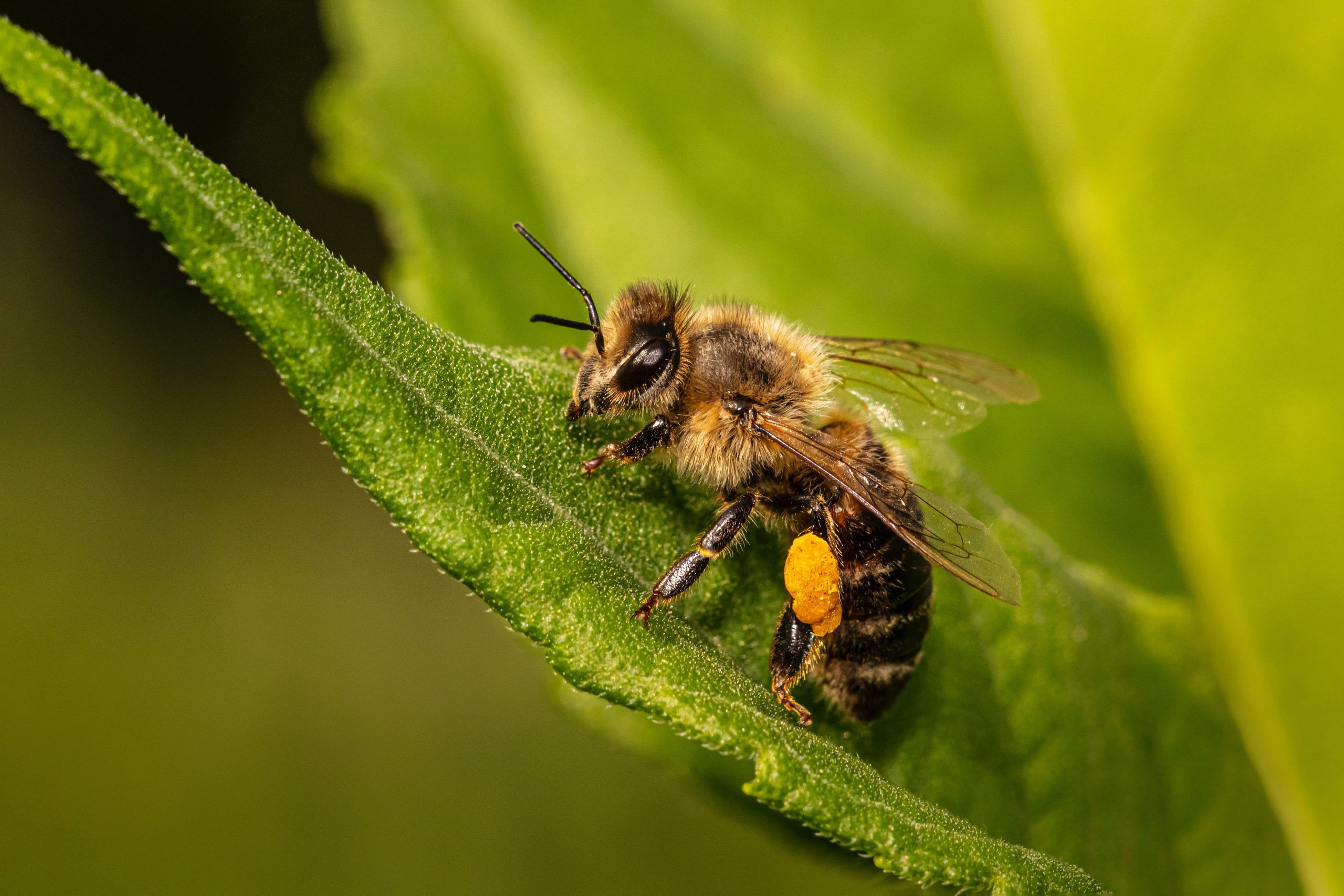 preparation-du-sirop-50-50- abeilles