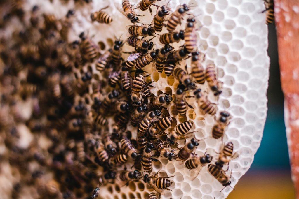 proteger-vos-abeilles-contre-le-varroa
