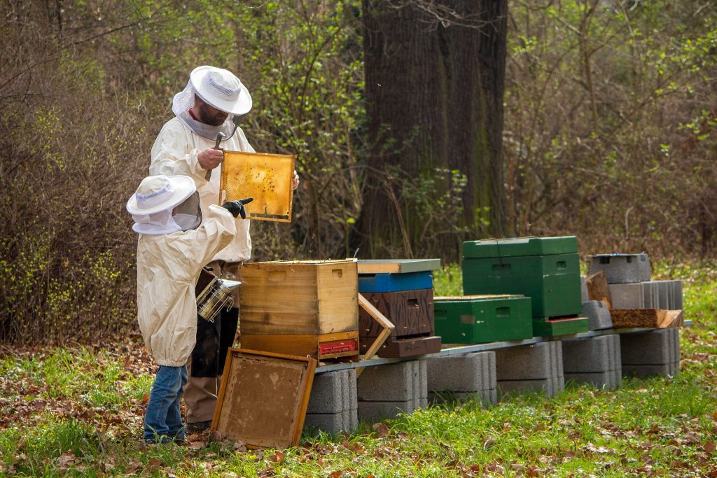 quel-est-le-meilleur-traitement-pour-le-varroa