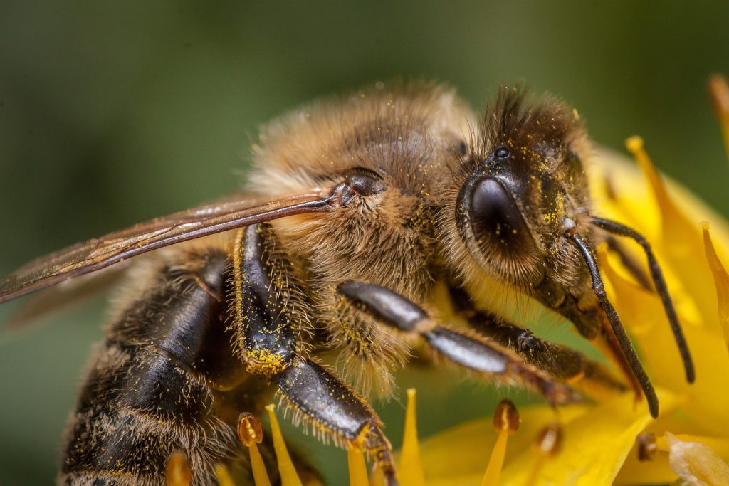 quelles-fleurs-pour-attirer-les-abeilles