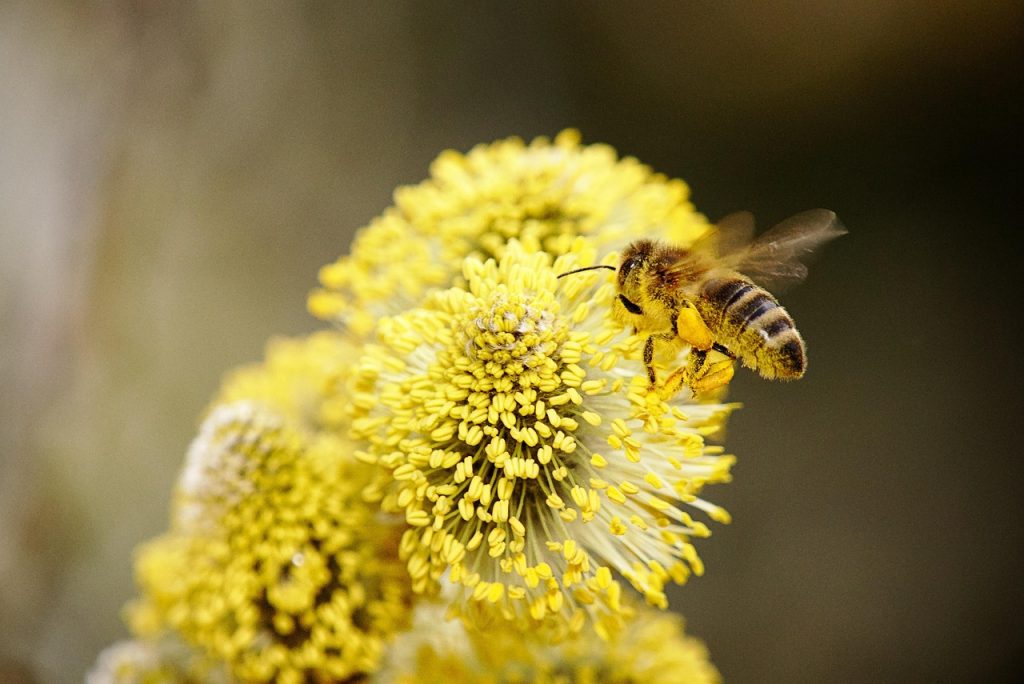 quest-ce-quune-abeille-ventileuse