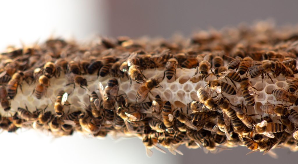 se-preparer-a-accueillir-des-abeilles