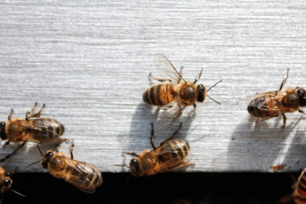 tout-sur-le-syndrome-effondrement-des-colonies-abeilles