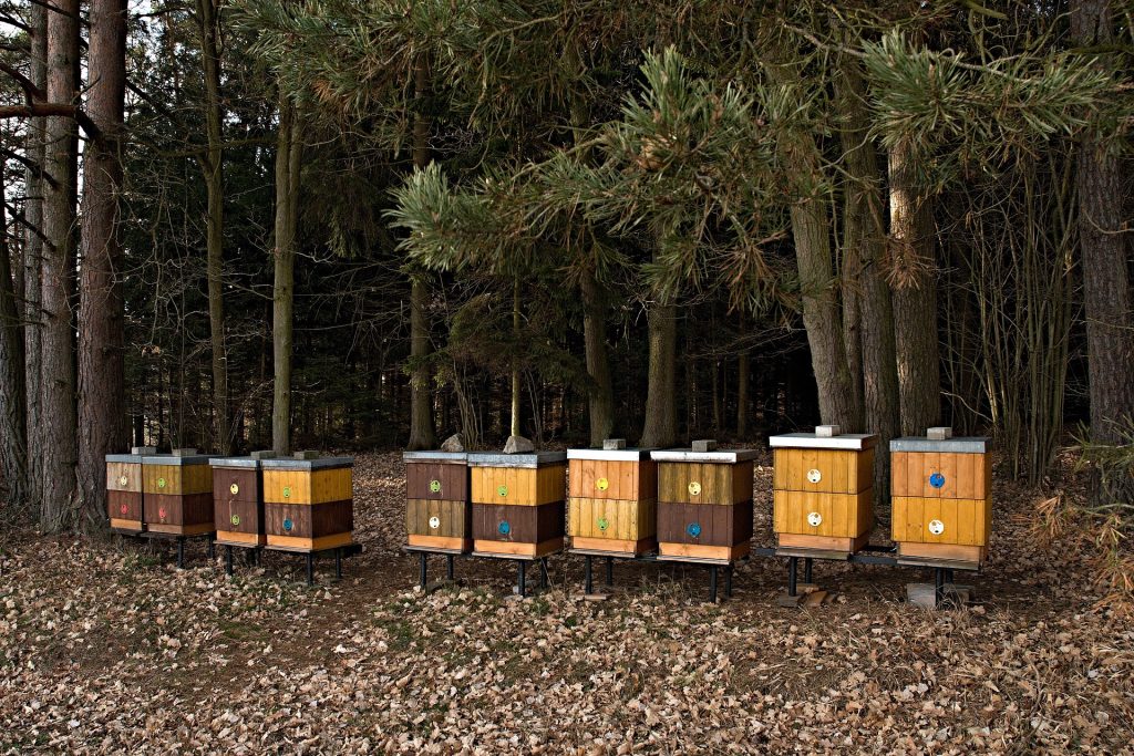 traiter-et-proteger-le-bois-des-ruches