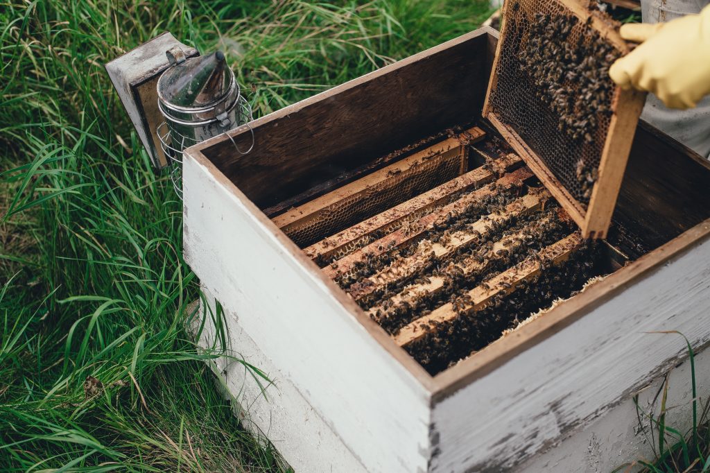 utilisation-enfumoir-en-apiculture