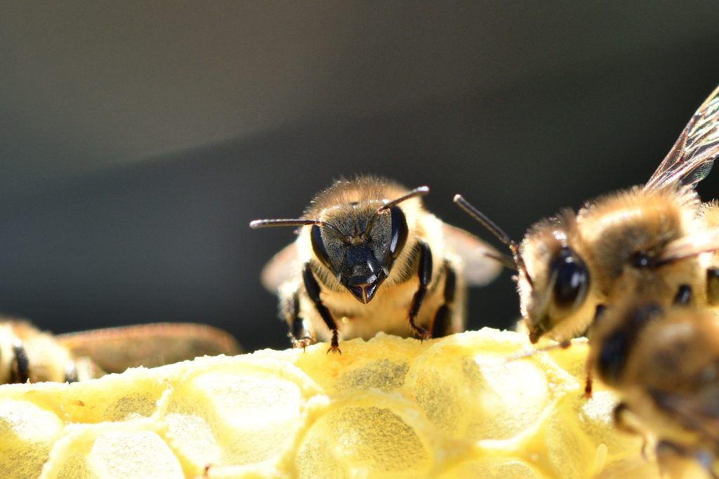 aethina-tumida-le-petit-coleoptere-de-la-ruche