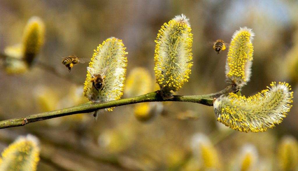 carences-polliniques-en-apiculture