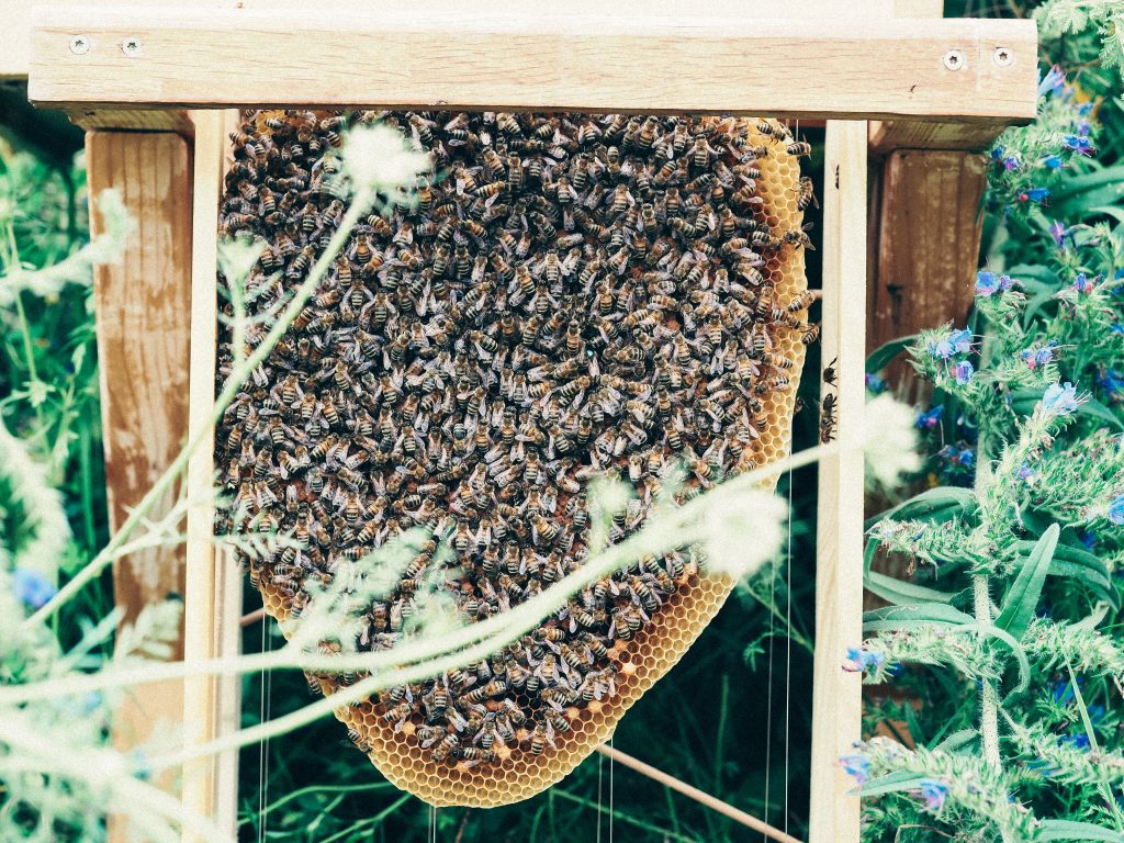 constitution-une-colonie-abeilles