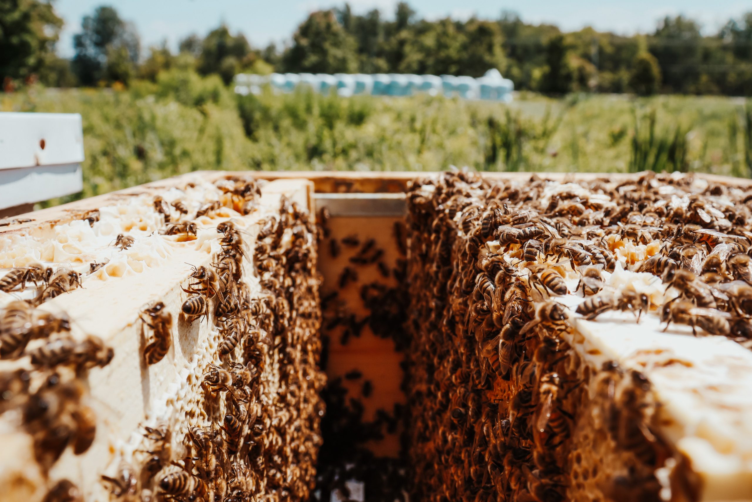 demarrer-une-entreprise-apicole