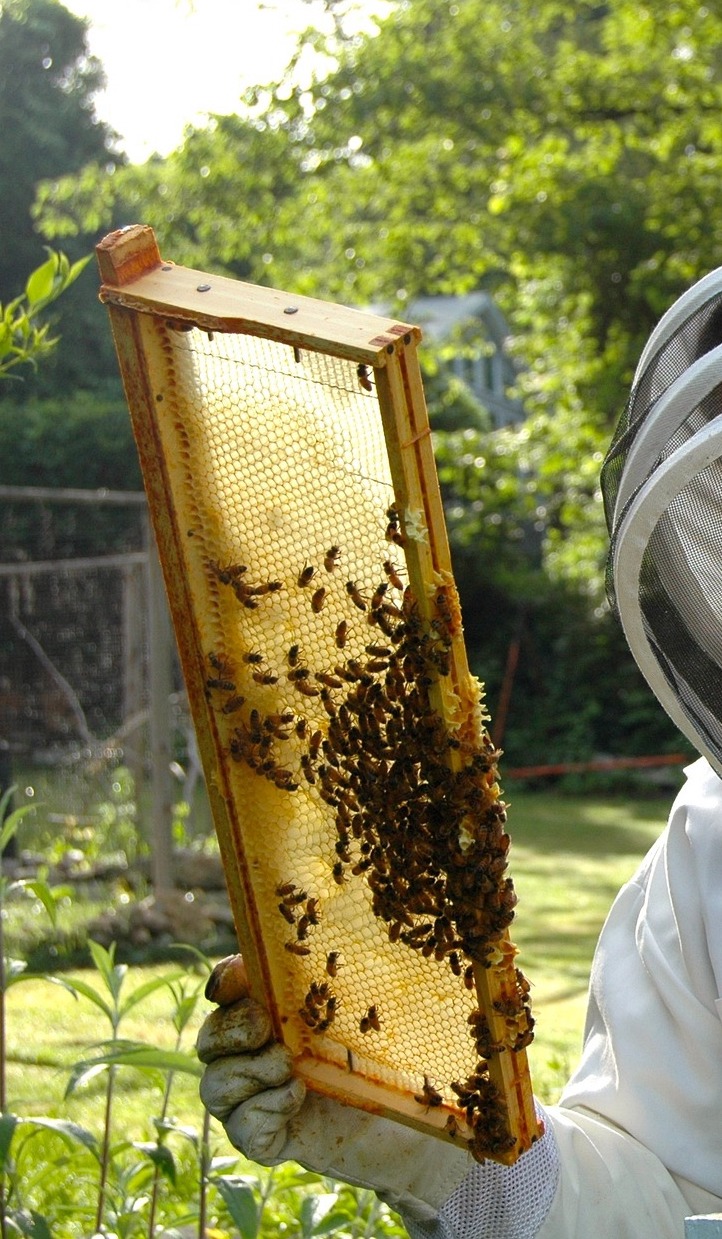La liste du matériel pour commencer l'apiculture ✓