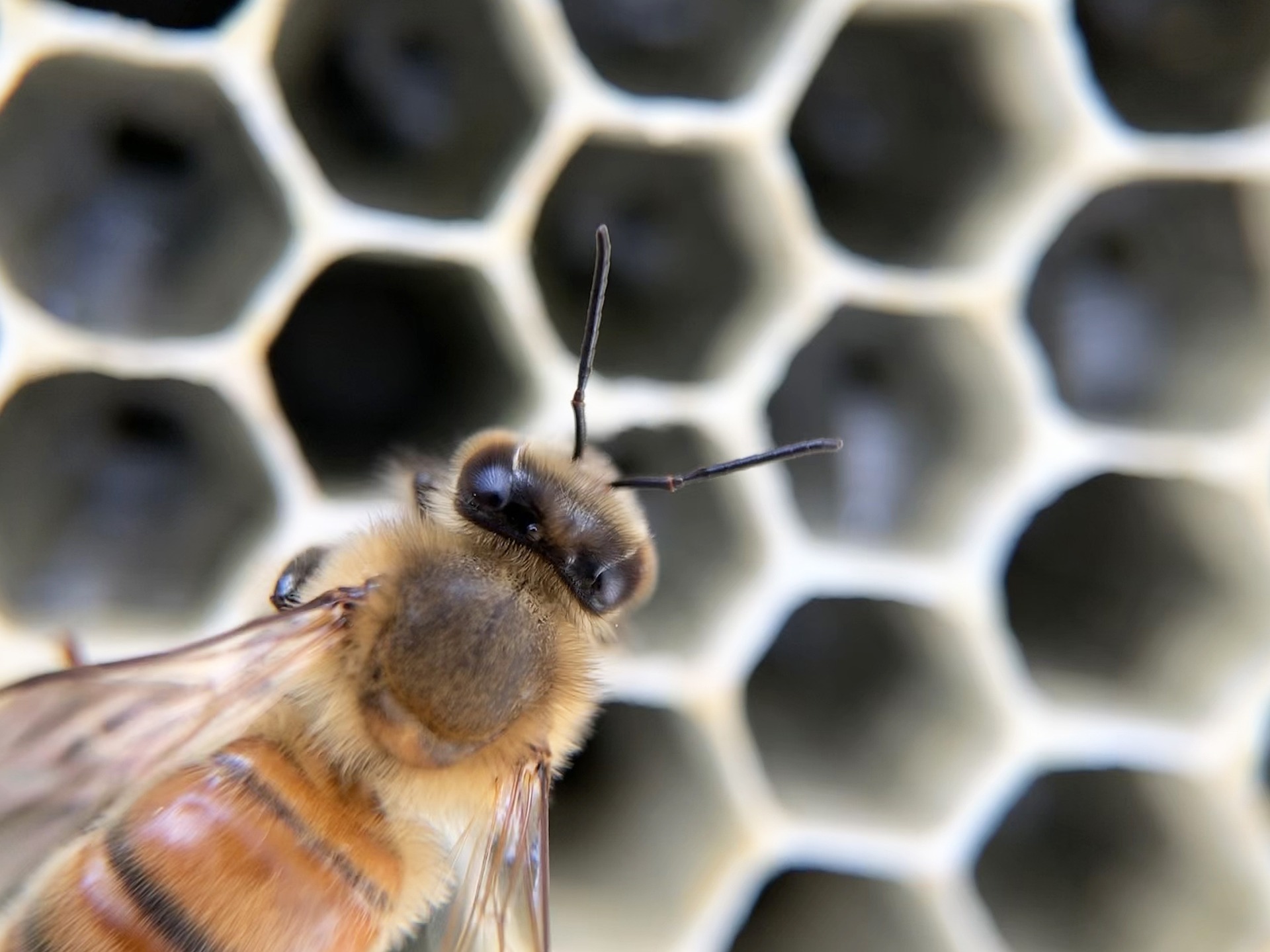 Sublimation d'acide oxalique: un guide pour les apiculteurs