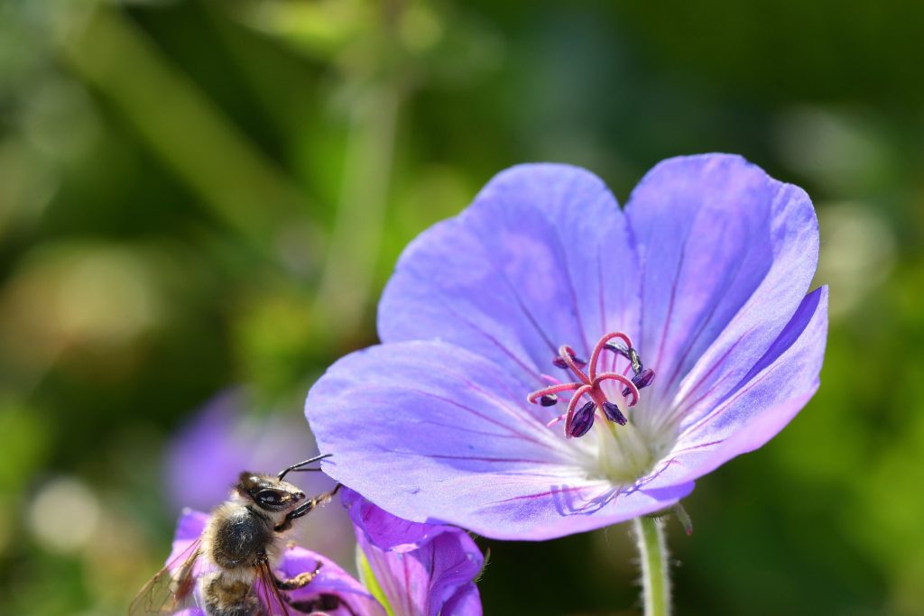 le-bien-etre-des-abeilles-avant-tout