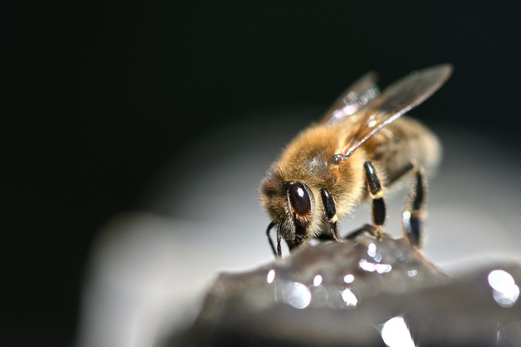 les-maladies-des-abeilles