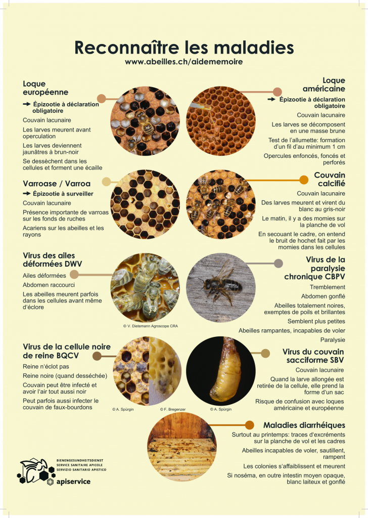 reconnaitre-les-maladies-abeille