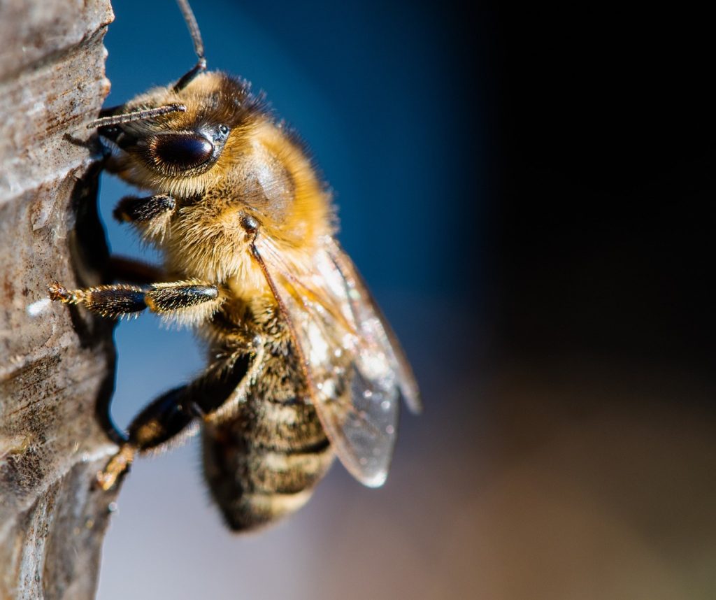 se-proteger-des-piqures-d-abeille-en-apiculture