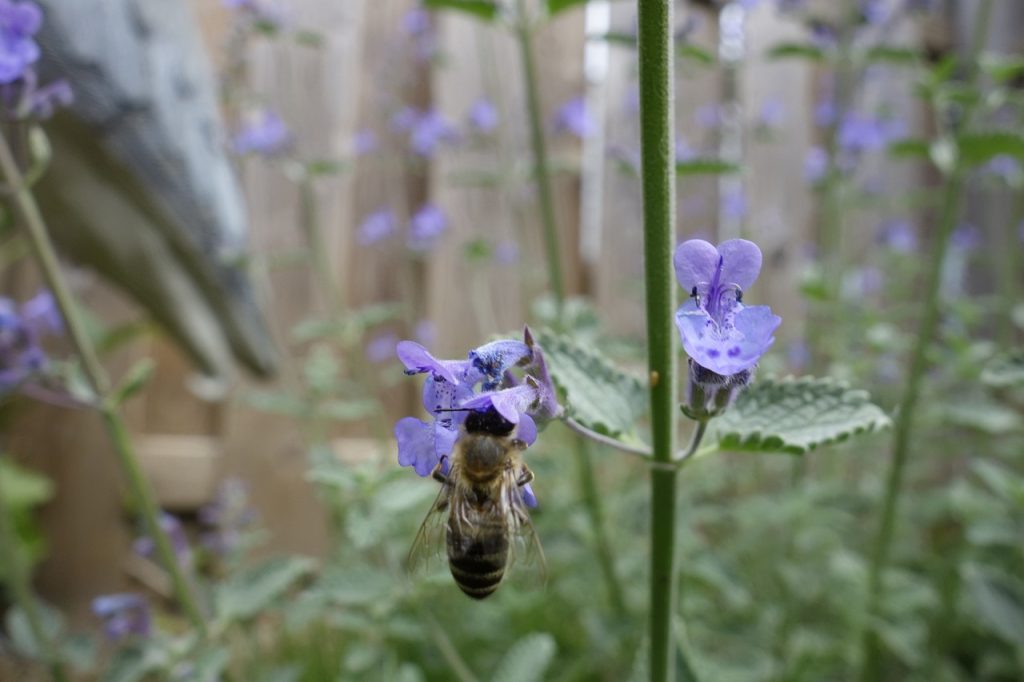 7-conseils-pour-une-apiculture-naturelle