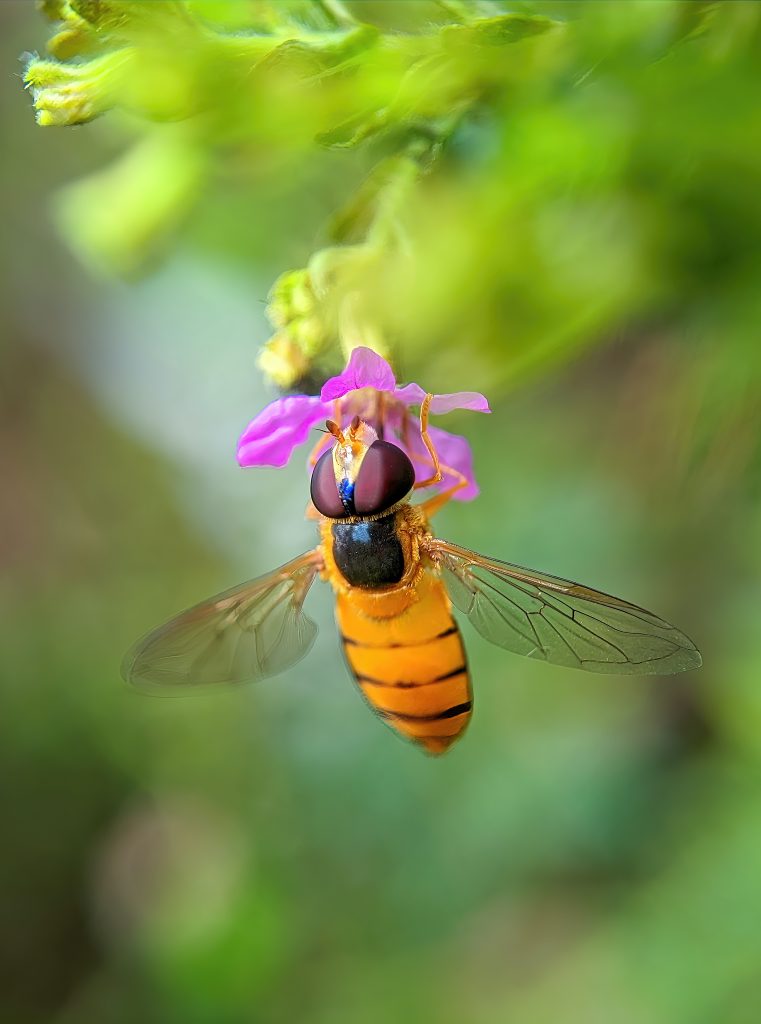 amenagements-et-fleurissements-pour-nos-pollinisateurs