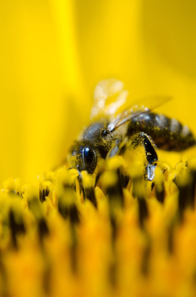 apiculture-une-passion-accessible