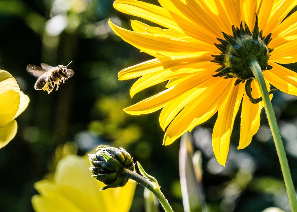 apiculture-urbaine-une-fasse-bonne-idee
