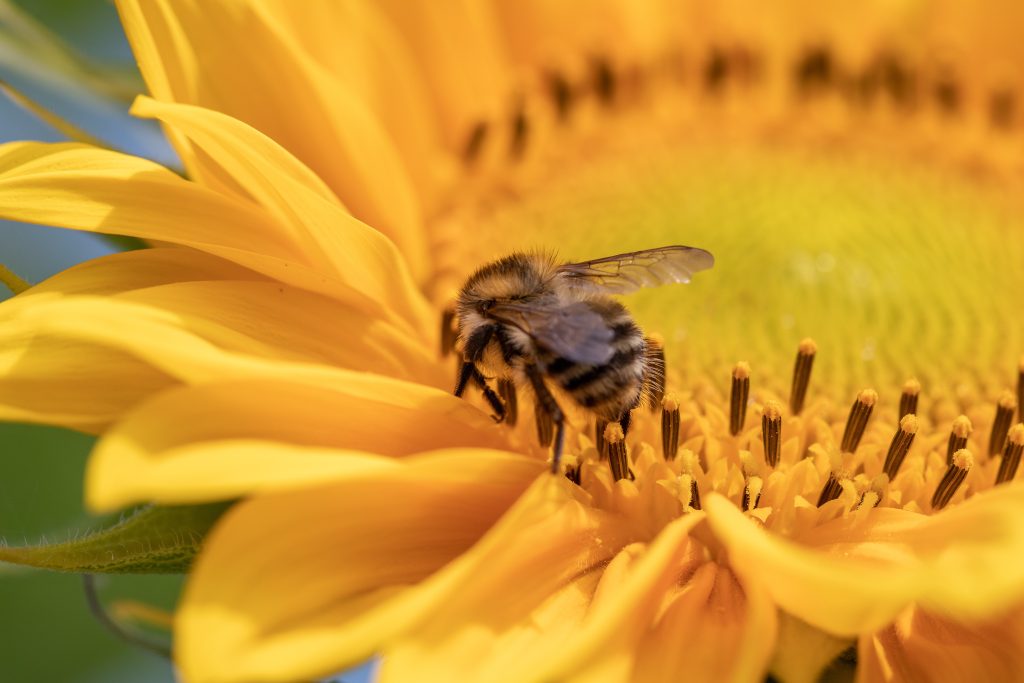etre-un-apiculteur-responsable