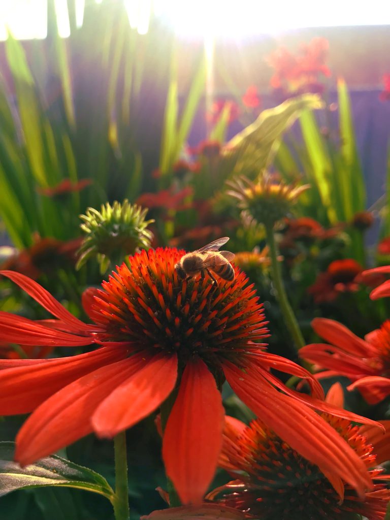 fleurissement-raisonne-pour-les-pollinisateurs