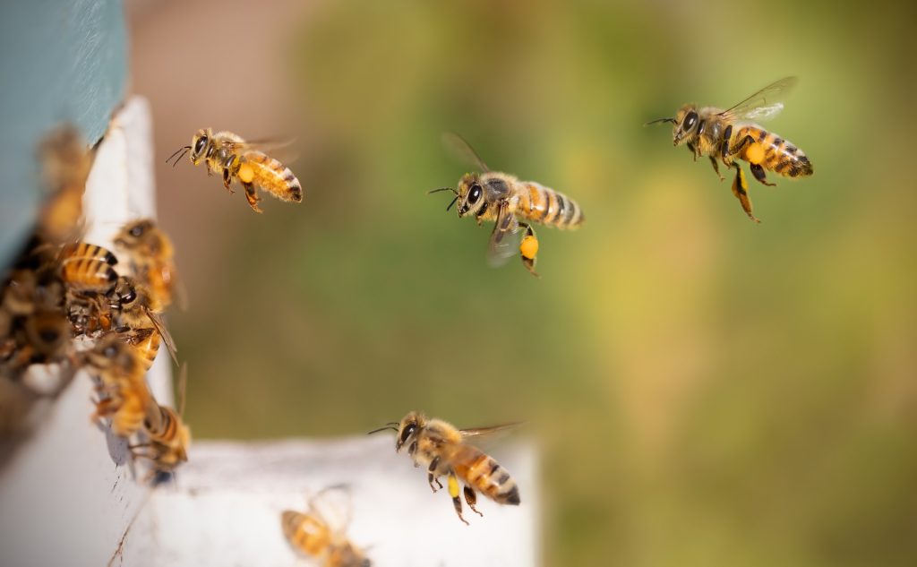 plaidoyer-pour-la-protection-des-abeilles-et-pollinisateurs