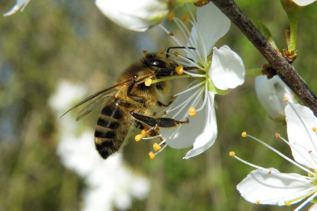 planter-des-arbres-pour-les-abeilles-une-initiative-cruciale