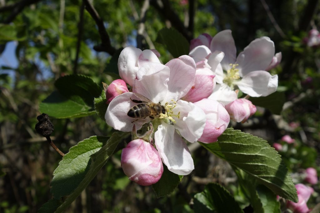pollinisateurs-production-fruitere