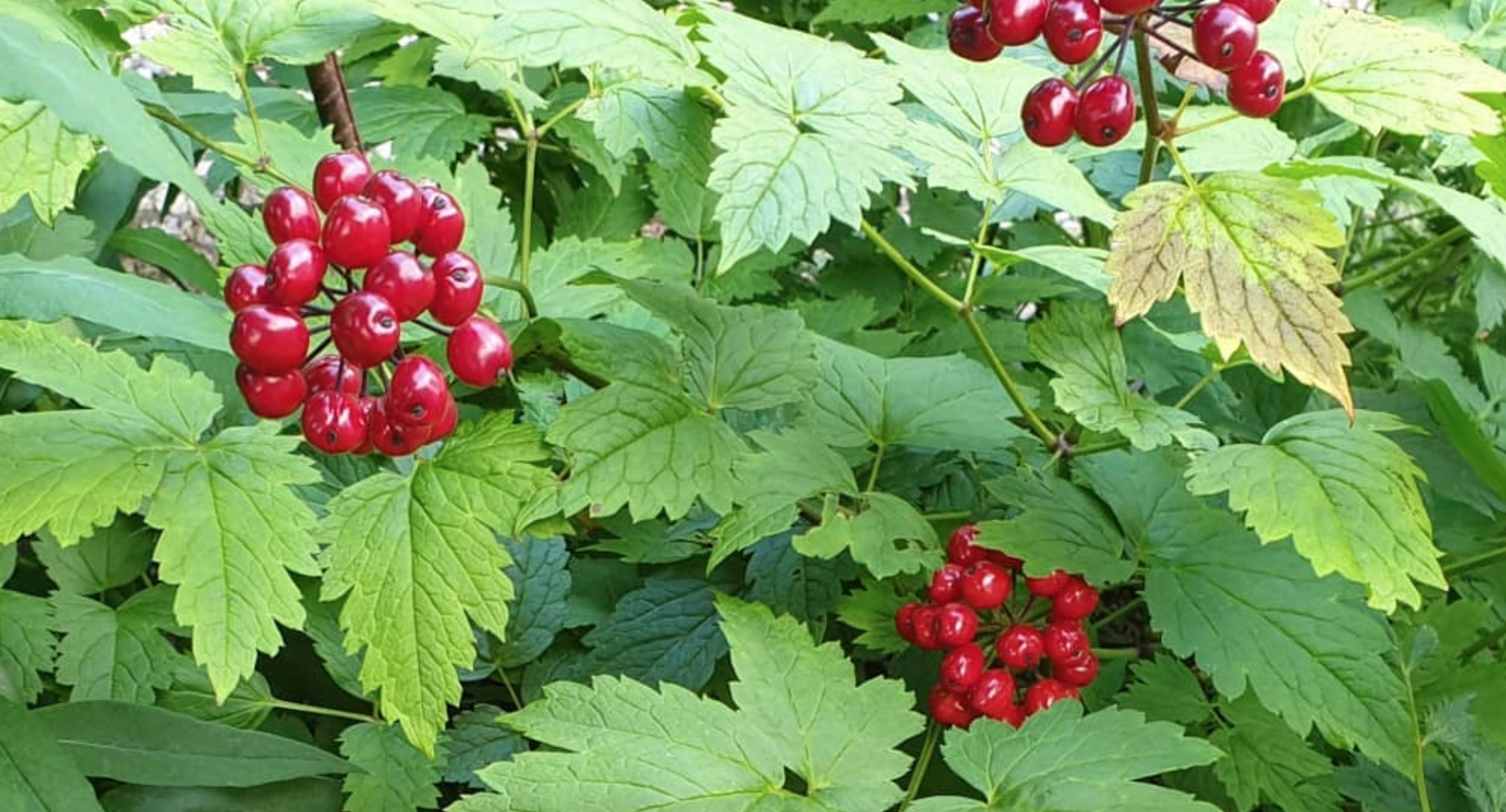 actee-rouge-une-plante-mellifere-a-decouvrir