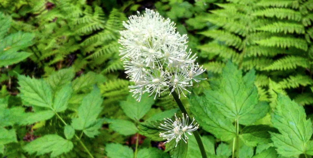 actee-rouge-une-plante-mellifere
