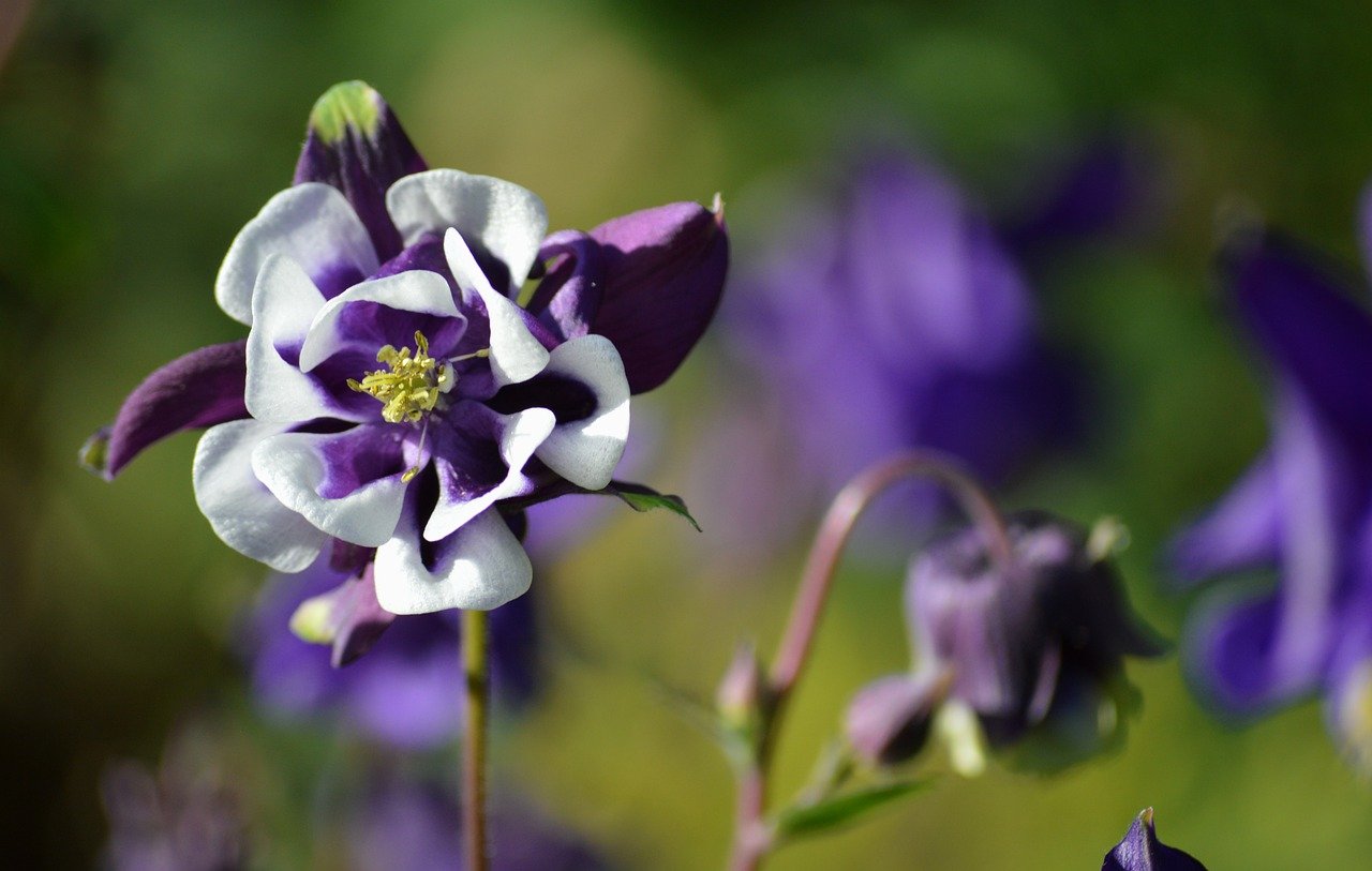 ancolie-une-plante-mellifere-fascinante