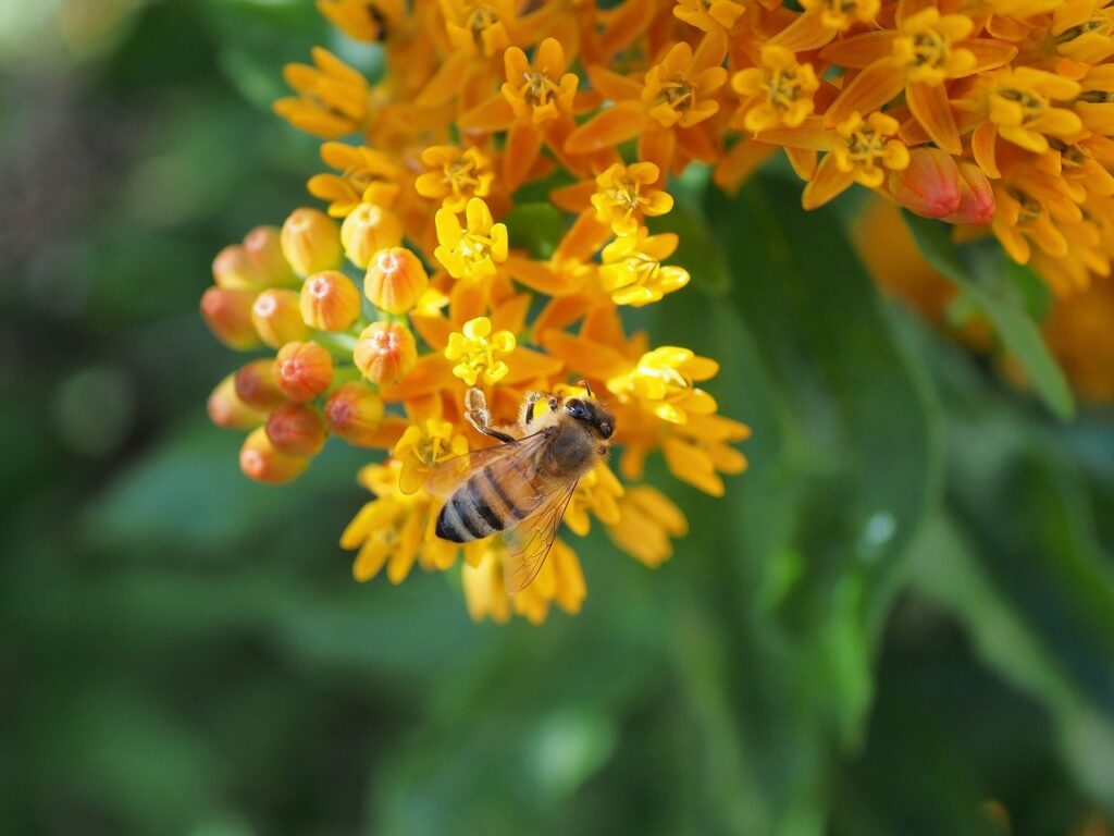 asclepiade-abeille-pollinisateur