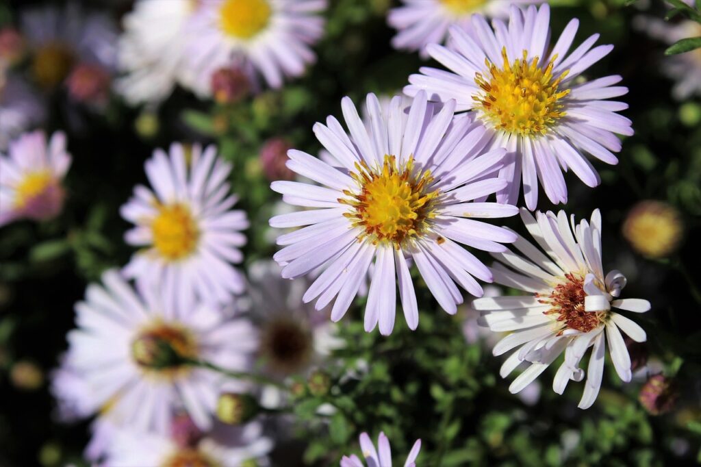 aster-de-nouvelle-angleterre-une-plante-mellifere-dexception