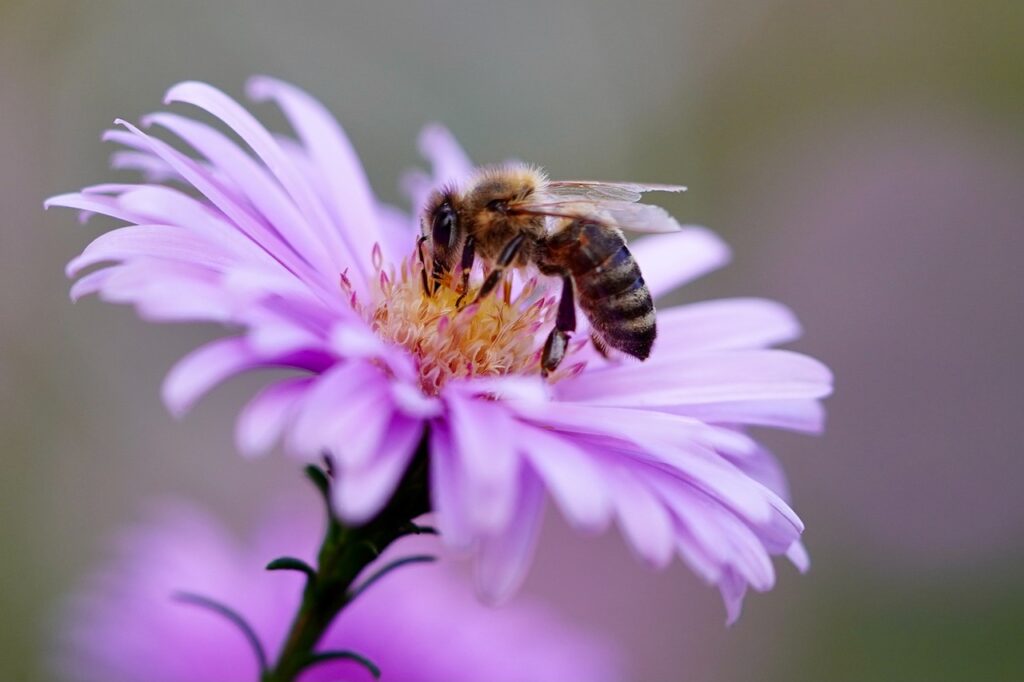 aster-de-nouvelle-angleterre-une-plante-mellifere-dexception