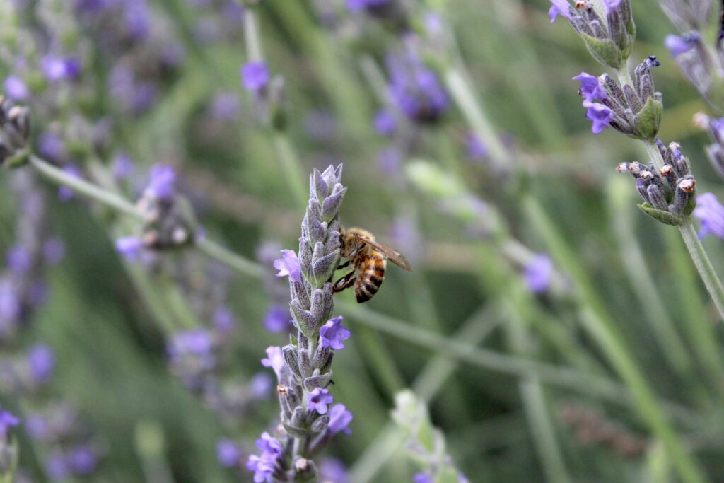 importance-des-bonnes-pratiques-agricoles-pour-proteger-nos-pollinisateurs