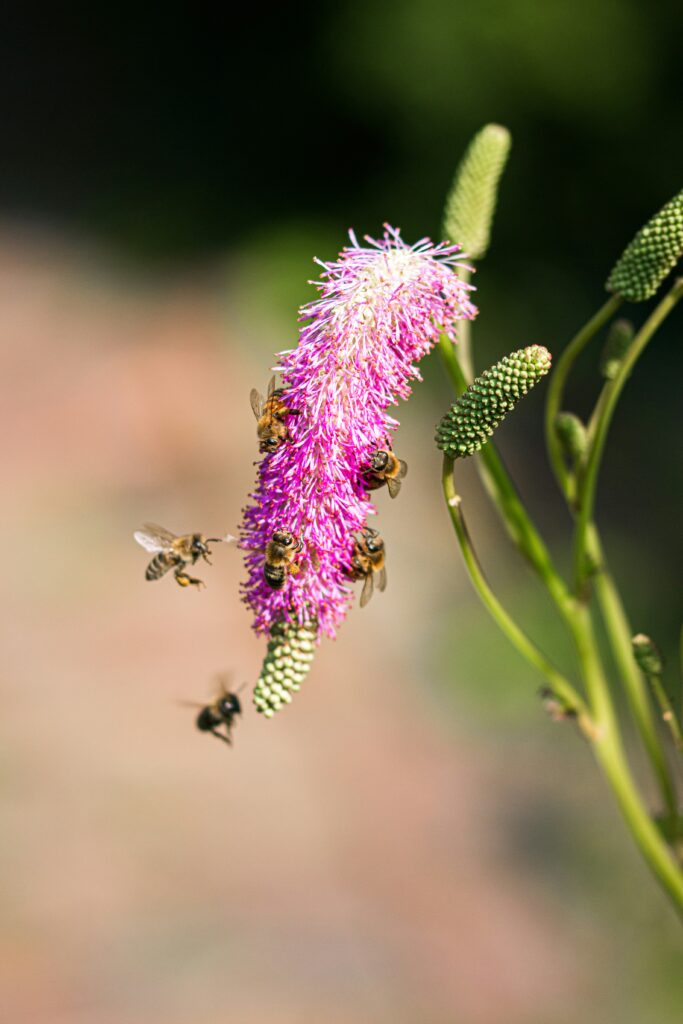 les-abeilles-ces-precieuses-butineuses