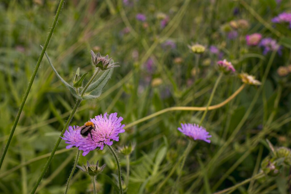 les-pollinisateurs-dans-le-monde