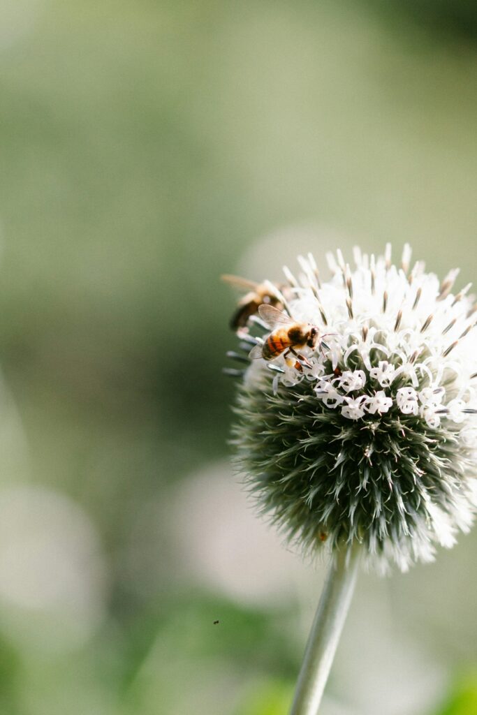 relations-entre-pollinisateurs-et-plantes-melliferes