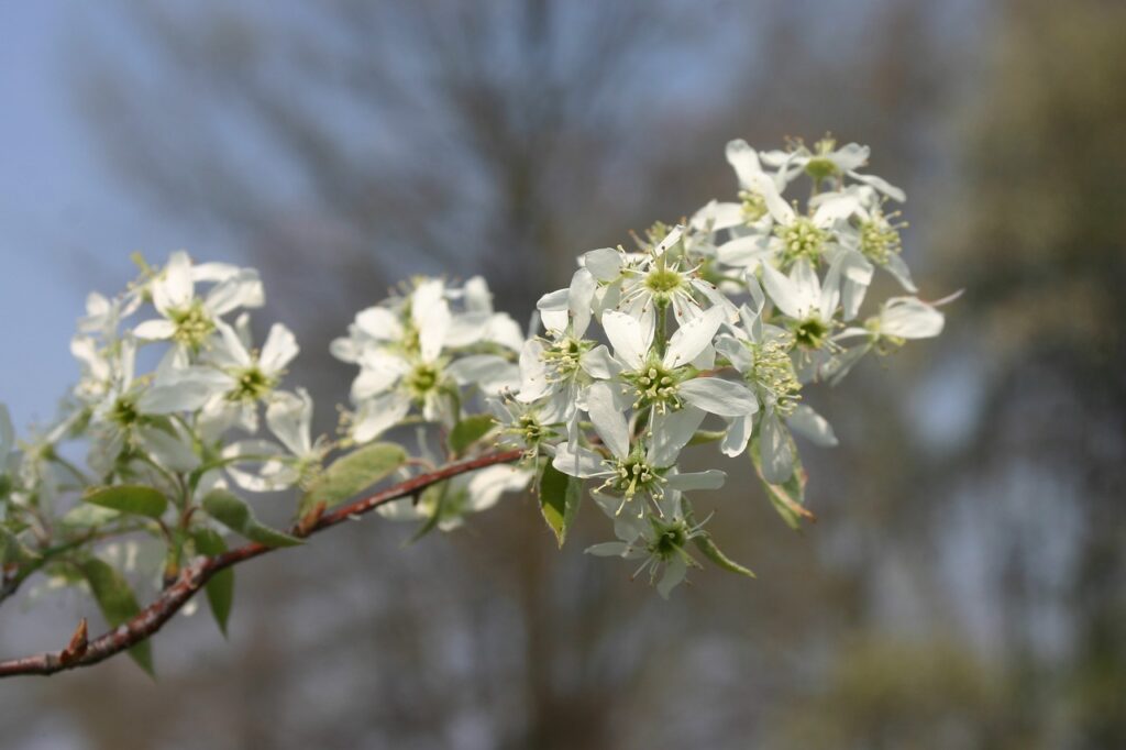 amelanchier-un-arbuste-mellifere1